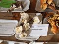 Hygrophorus cossus